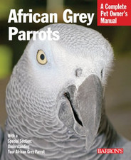 African grey parrots for sale  ROSSENDALE