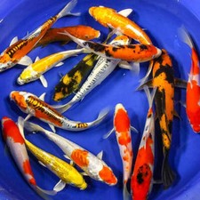 Standard fin koi d'occasion  Expédié en Belgium
