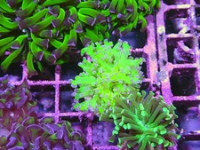 Frogspawn coral single for sale  CLACTON-ON-SEA