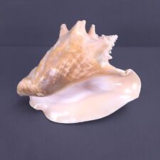 Seashell conch queen for sale  Barberton