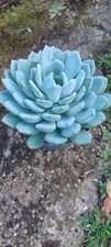 Echeveria pachyveria corvus for sale  EGHAM