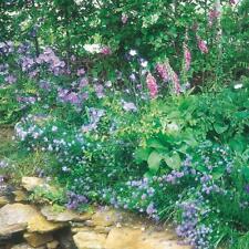 Wild flower seeds for sale  PEEBLES