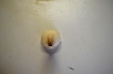 Buse nespresso pixie d'occasion  Truchtersheim