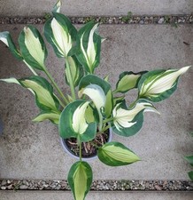 Gewelltblättrige funkie hosta gebraucht kaufen  Eberhardzell