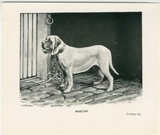 Mastiff little old for sale  COLEFORD