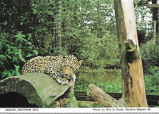 Southam warwickshire jaguar for sale  LONDON