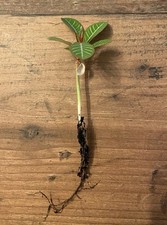 Bewurzelter steckling jungpfla gebraucht kaufen  Lamstedt