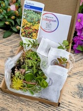 Sedum cuttings rooted for sale  KING'S LYNN