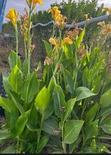 8bulbi canna indica usato  Serramanna
