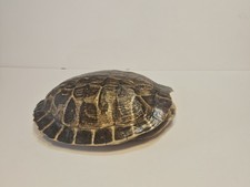 Natural red eared for sale  Fort Smith