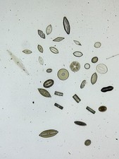 Antique microscope slide. for sale  BRISTOL