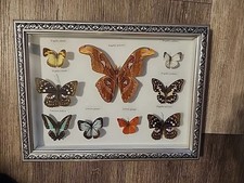 Vintage framed butterflies for sale  Meriden
