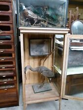 19thcentury museum cabinet for sale  BEAWORTHY