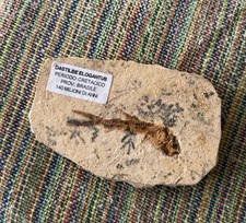 Pesce fossile dastilbe usato  Basiglio