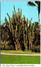 Pipe organ cactus for sale  Stevens Point
