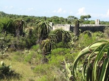 Semi aloe vaotsanda usato  Trappeto