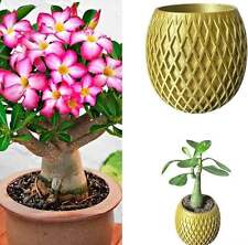 Indoor desert rose for sale  ANTRIM