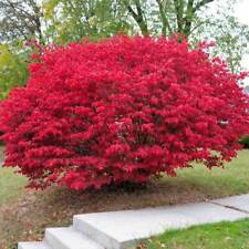 Burning bush plants for sale  Staten Island