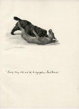 Cocker spaniel takes for sale Cocker spaniel takes for sale  COLEFORD