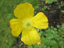 200 welsh poppy for sale  POULTON-LE-FYLDE