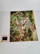 Fotografia fotográfica vintage da década de 1970 cor vintage planta de uva Oregon comprar usado  Enviando para Brazil
