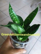 Pianta preziosa sanseveria usato  Montegrotto Terme