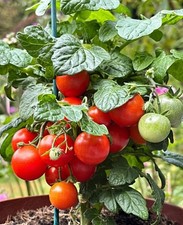 Pygmy tomato seeds for sale  MANCHESTER
