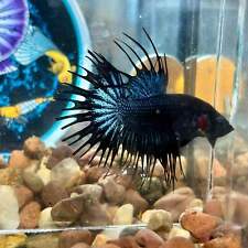 Black orchid crowntail for sale  Huntington Beach