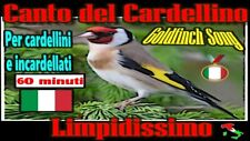 Canto del cardellino usato  Mola di Bari