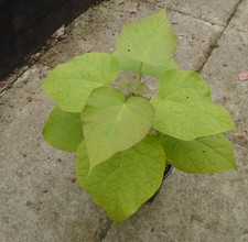 Indian bean tree for sale  MORPETH