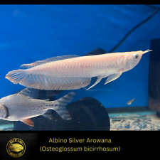 Albino silver arowana for sale  Nanuet