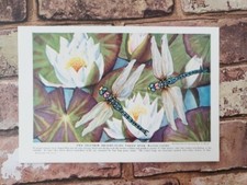Vintage 1940s dragonfly for sale  BASINGSTOKE