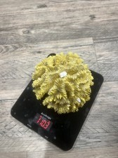 Natural yellow ocean for sale  Sun Valley