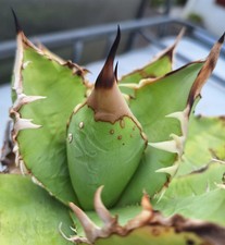 Rare agave titanota d'occasion  Pau