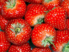 Strawberry temptation seeds for sale  BURTON-ON-TRENT