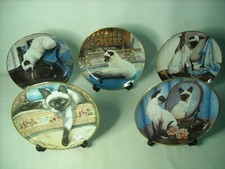Choose one siamese for sale  UK