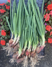 Egyptian walking onions for sale  Windham