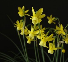Narcissus bee fly for sale  YORK