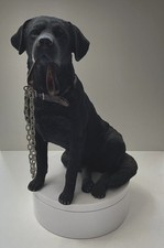 Black labrador retriever for sale  BROUGH