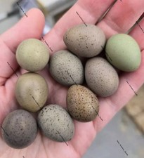 Quail eggs cpq for sale  UK