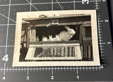 rabbits pet bunny rabbit for sale rabbits pet bunny rabbit for sale Orlando