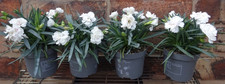 White dianthus caryophyllus for sale  CREWE