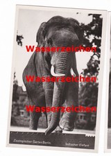 Berlin zoologischer garten gebraucht kaufen  Bechtheim