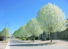 White poplar cuttings for sale  Russell