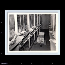 Vintage photo chicken for sale  Grass Valley