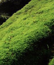 live vivarium plants for sale live vivarium plants for sale CARNFORTH