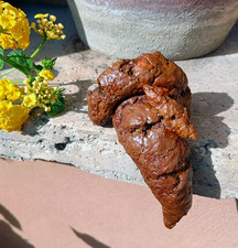 Siamo nella merda usato Siamo nella merda usato  Roma