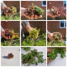 Sedum cuttings mixed for sale  SOUTHAMPTON