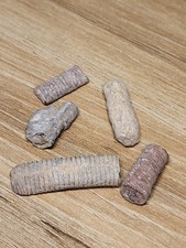 Set detailed crinoid for sale  SOLIHULL