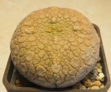 Pseudolithos eylensis for sale  Shipping to United Kingdom